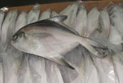 Silver Pomfret