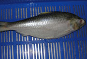 Hilsa Whole Round