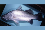 Barramundi