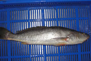 Silver Croaker