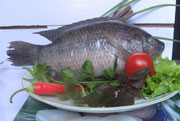 Tilapia wholeround