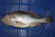 White Snapper