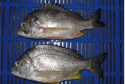 Black Sea Bream