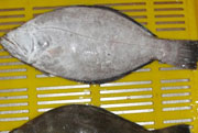 Indian Haliburt