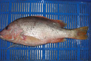 Red Snapper