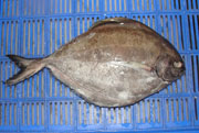 Black Pomfret