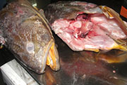 Corvina Head