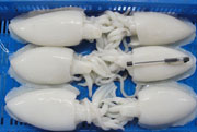Cuttle Fish Whole Cleaned