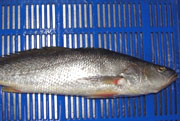 T.T. Croaker