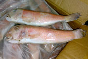 Frozen Goat Fish